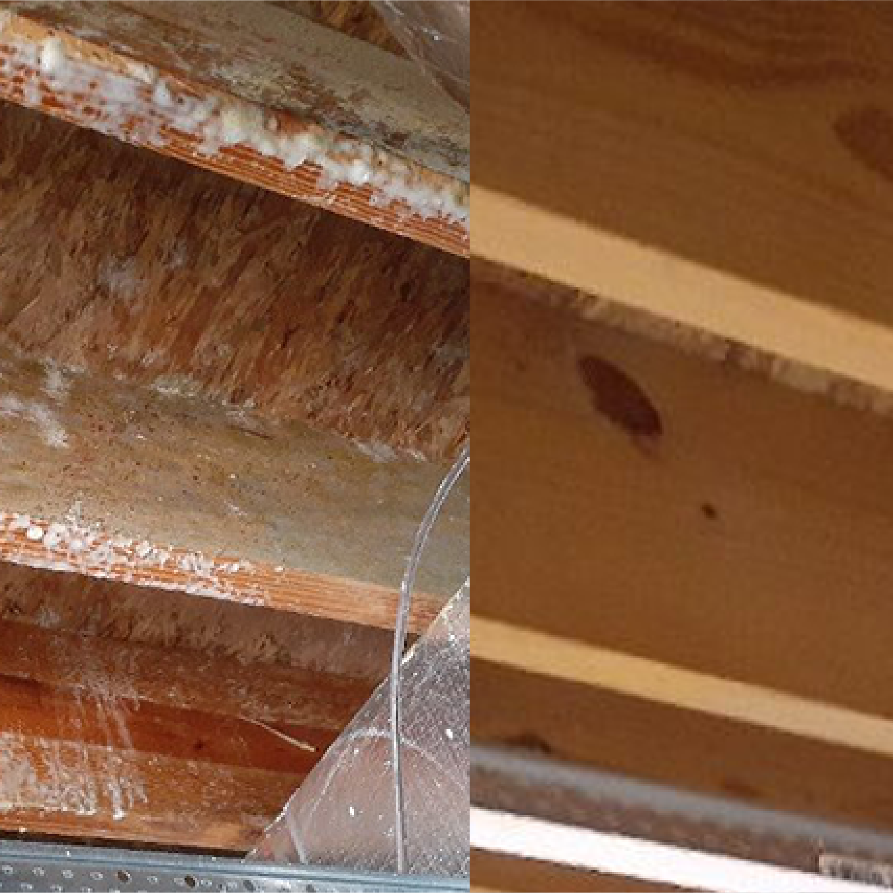 Nashville Mold Remediation In Crawl Space Before Mold Inspection And After Service Images