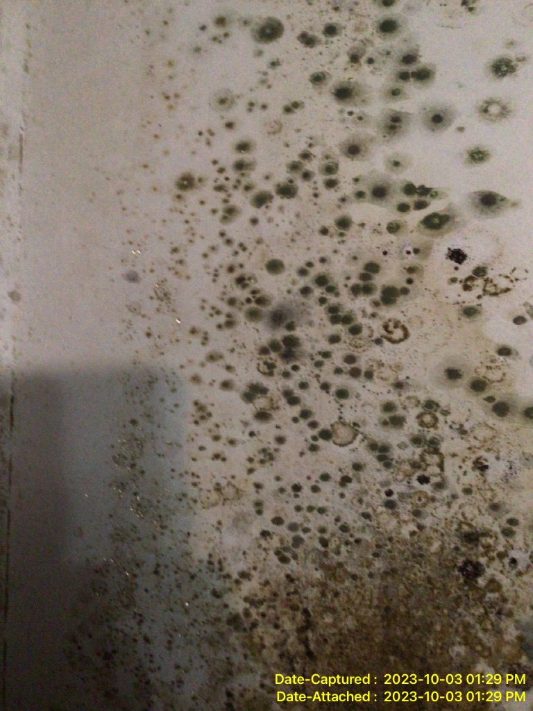 What water damage mold looks like in Nashville TN